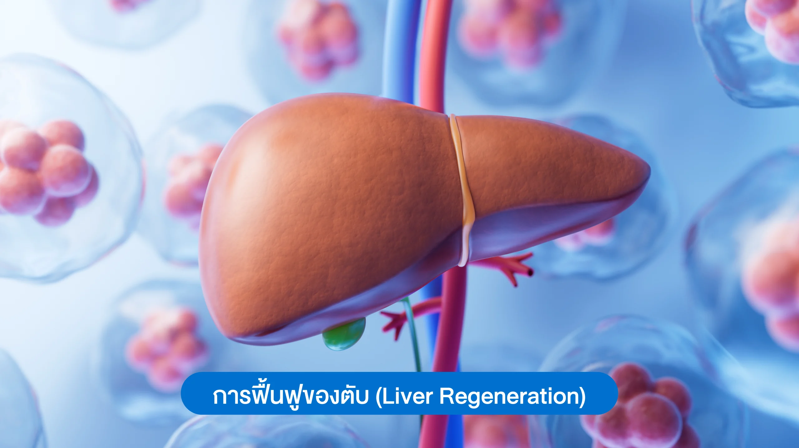 ตับฟื้นฟูตัวเองได้ อวัยวะที่มี “พลังซ่อมแซม”